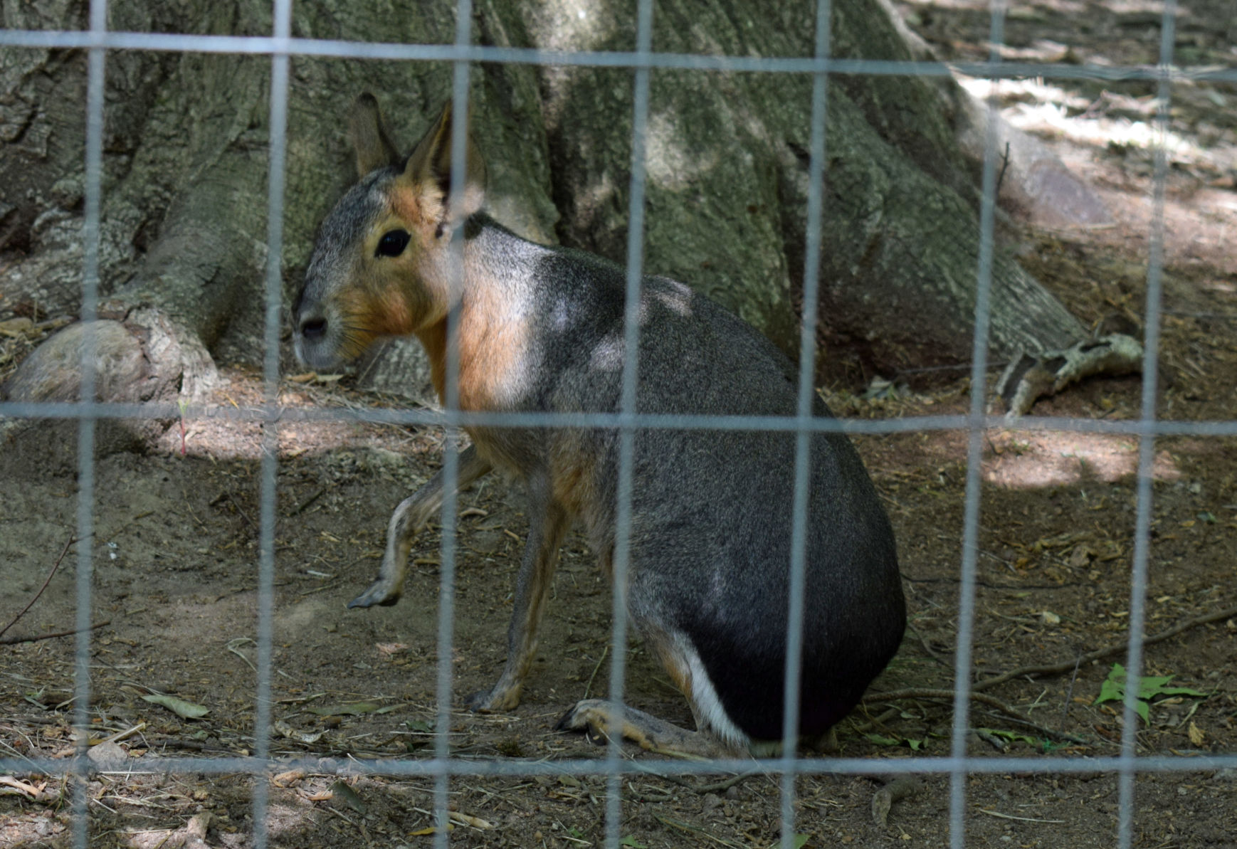 Wildlife Sanctuary Patagonian Mara.jpg